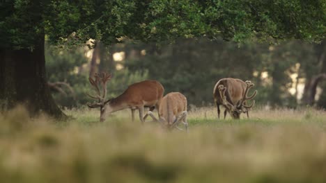 Medium-shot-of-red-deer-stags-with-giant-velvet-covered-antlers-grazing-under-a-tree-in-a-grassy-field-surrounded-by-trees