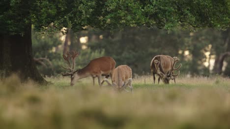 medium shot of red deer stags with giant velvet covered antlers grazing under a tree in a grassy field surrounded by trees