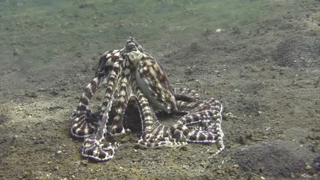 mimic octopus hebt den körper an, um eine turmartige struktur zu bilden