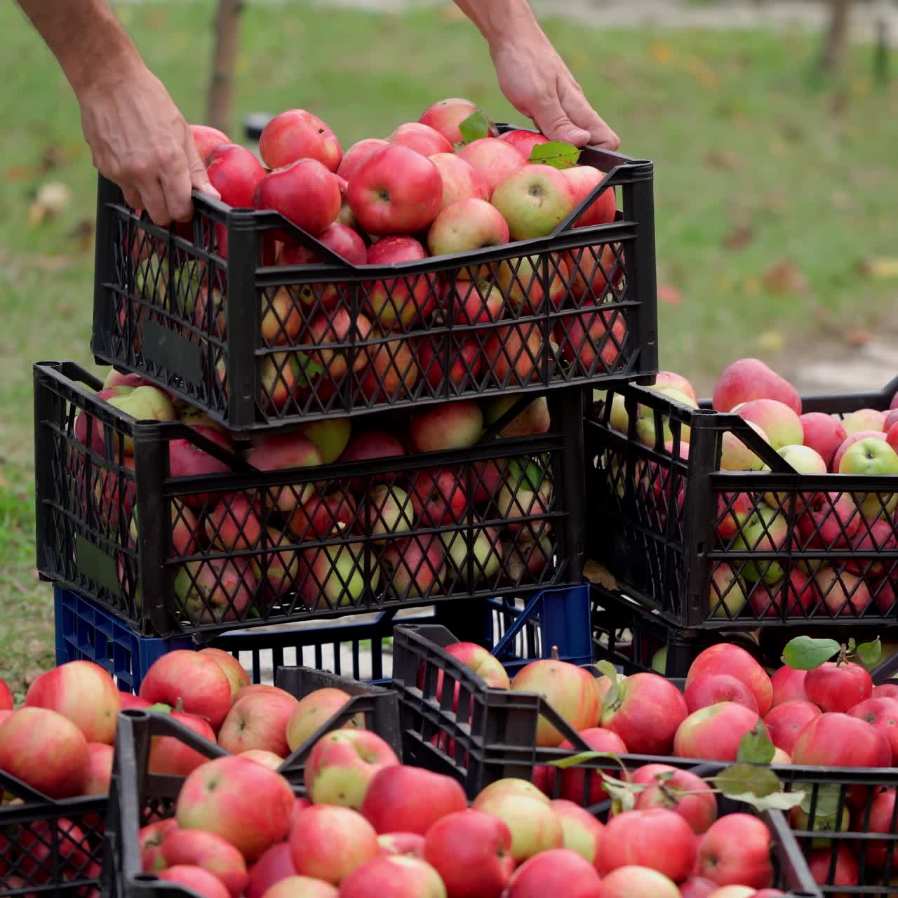 Ripe juicy red apples lie in boxes in garden. Summer sunny day in the fruit garden. Picked fruit. Agriculture concept