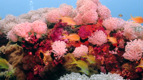 orange basslet fish swimming around beautiful sea anemone on the reef