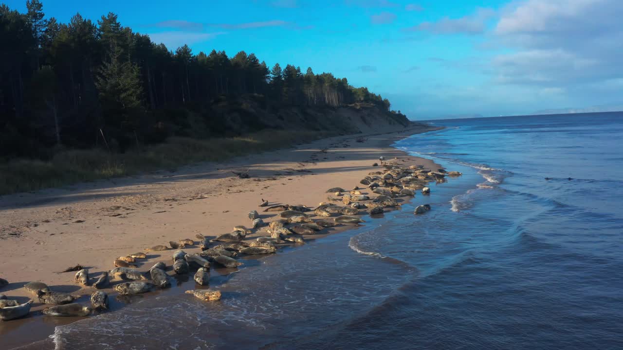 Letecký pohled na pobřeží s tuleni v přírodní rezervaci Findhorn ve Skotsku, mořská zvířata na pláži s bílým pískem