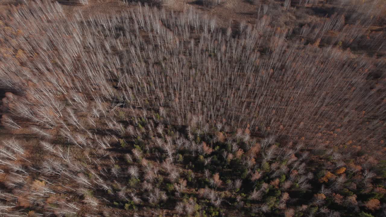 Drone footage looking straight down on mixed autumn woodland with bare trees and evergreen patches, textured canopy pattern in the Ural Mountains, Russia