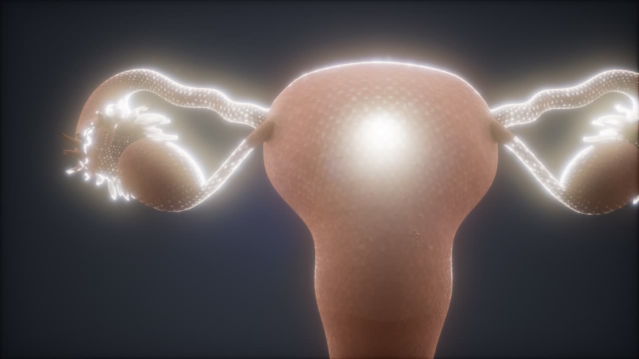 anatomía del sistema reproductivo femenino