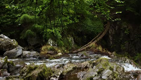 flowing river and lush greenery in dunkeld