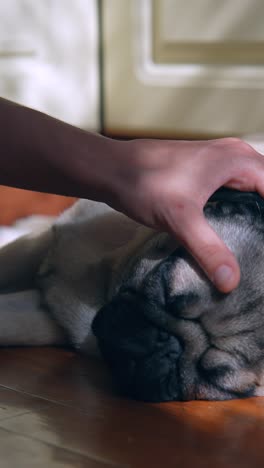 a hand gently touches a sleeping pug