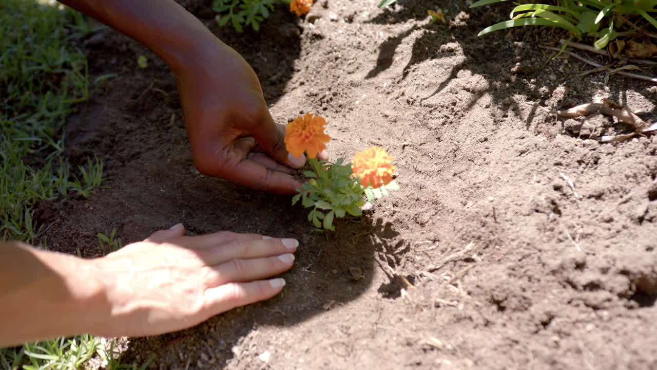 Planting orange flowers in garden, hands gently placing and patting soil, copy space