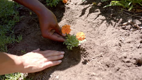 planting orange flowers in garden, hands gently placing and patting soil, copy space