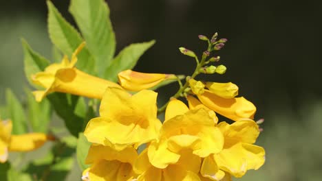 vibrant yellow flowers gently swaying in breeze