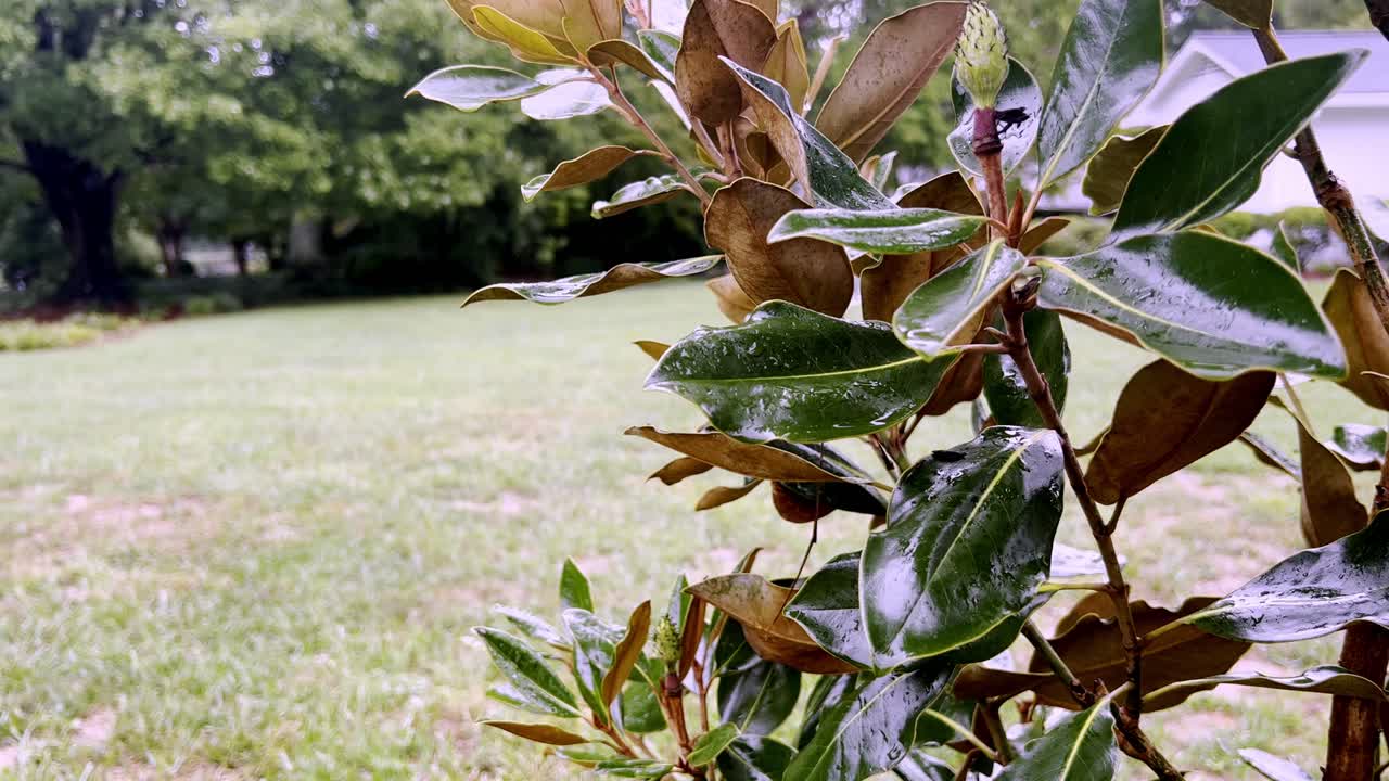 pequeña joya árbol de magnolia bajo la lluvia
