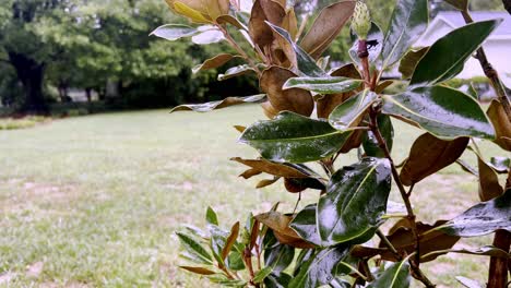 Little-Gem-Magnolia-Tree-in-the-Rain