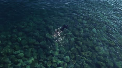 person swimming and snorkeling at clear water with rocky seabed in madalena do mar, madeira island, portugal