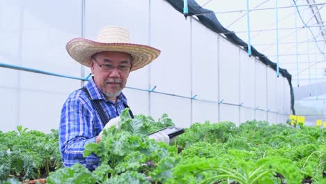 farmer checking fresh organic vegetable in hydroponic smart farm, produce harvest vegetable  agriculture with business, healthy clean food concept.