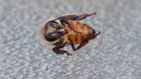 a honey bee struggling from heat exhaustion during a 35 degree heatwave in the united kingdom 2022 part 1