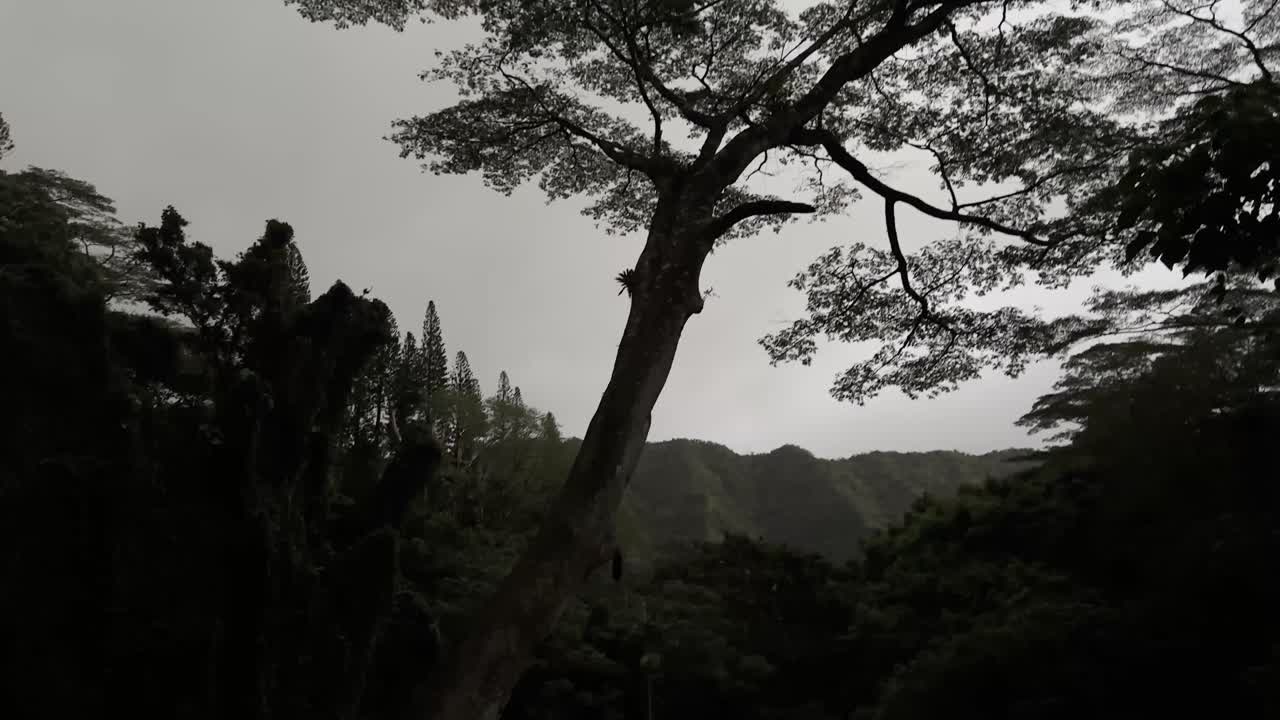 어두워지는 오아후의 숲의 실루, 희미하게 밝은 하늘을 배경으로 높은 나무들이