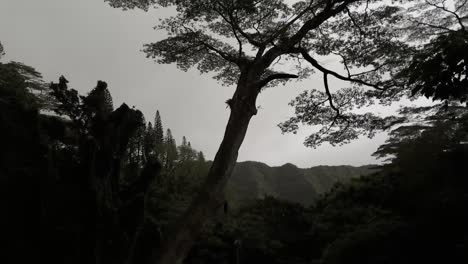 A-silhouette-of-a-forest-in-Oahu-at-dusk,-with-towering-trees-against-a-dimly-lit-sky