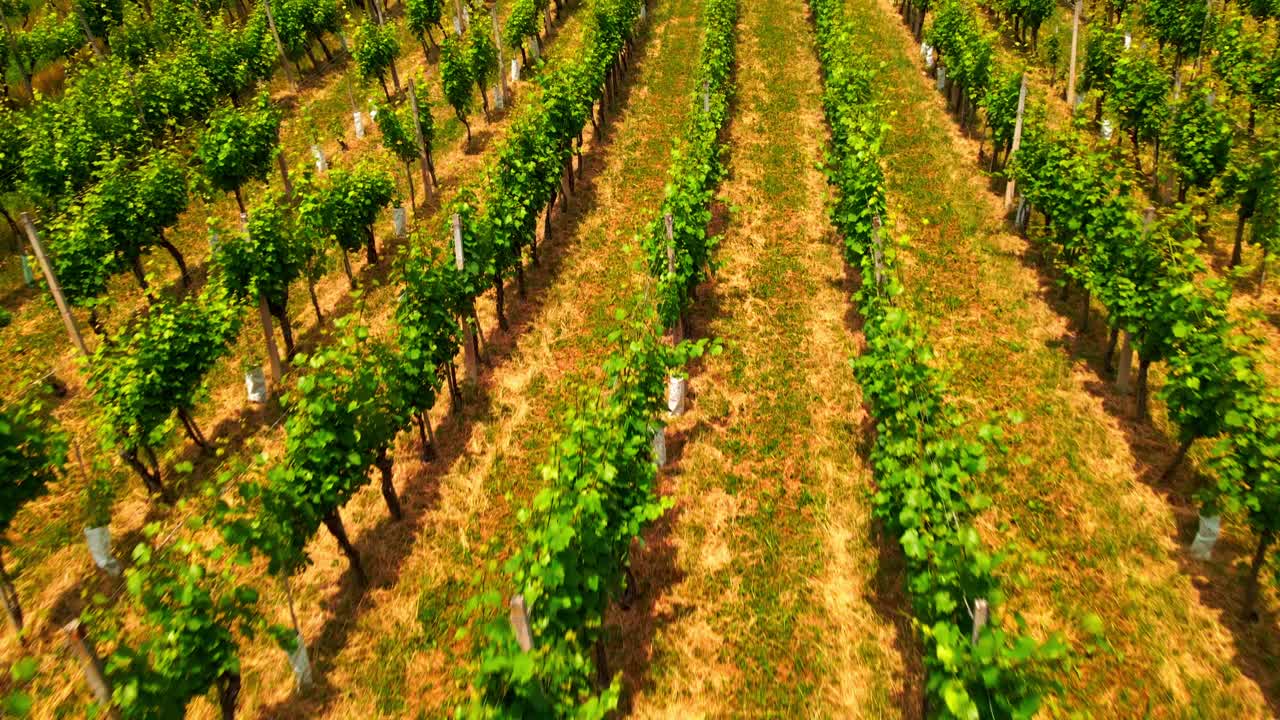 Riprese Aeree 4K Con Drone Di Vigneti Nella Regione Della Prlekija In Slovenia
