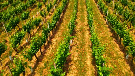 aerial 4k drone footage of vineyards in prlekija region in slovenia