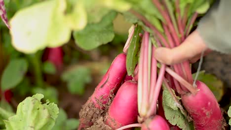 close up footage of farmer harvesting beetroot crops by hands