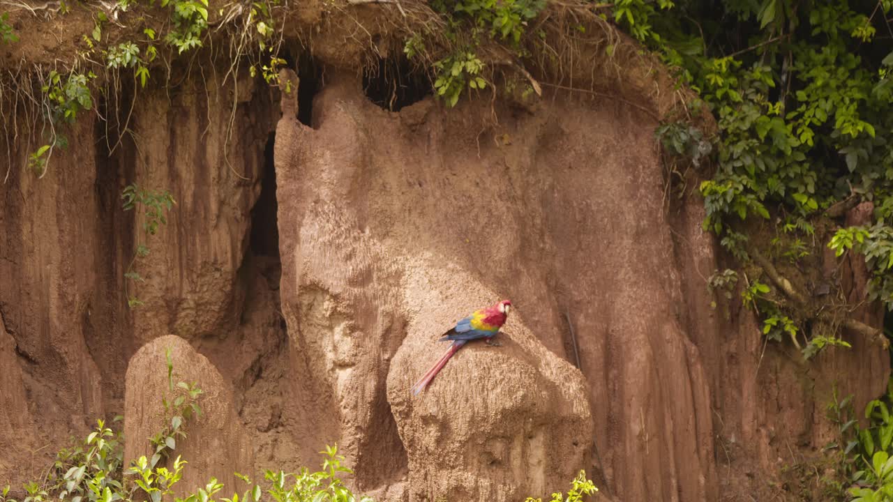 Wide shot of a Single Scarlet Macaws enjoying the clay on a bright sunny morning at the chuncho clay lick