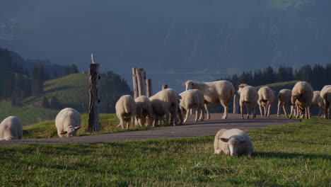 sheep eating grass in a meadow