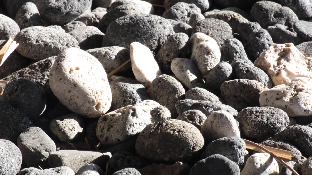 primer plano de un cangrejo ermitaño en concha caminando lentamente por una desafiante playa de guijarros rocosos en un destino de isla tropical