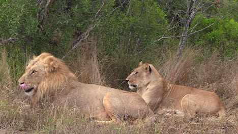 A-male-lion-guards-a-lioness-as-they-rest-in-the-tall-dry-grass-in-Africa