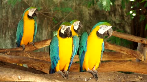 close up macaw bird  in chiangmai  thailand