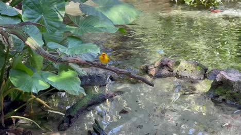 tejedor de palma dorada posado en una rama de árbol a lo largo del estanque del río de agua, vuela lejos