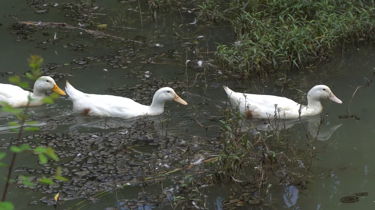Tre paperelle nuotano nel fiume