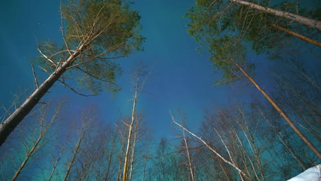 Dolly-Shot-Von-Nordlichtern-Und-Borealen-Kiefern-Im-Winterwald,-Zeitraffer