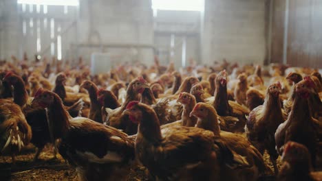 dozens of chickens inside a poultry farm