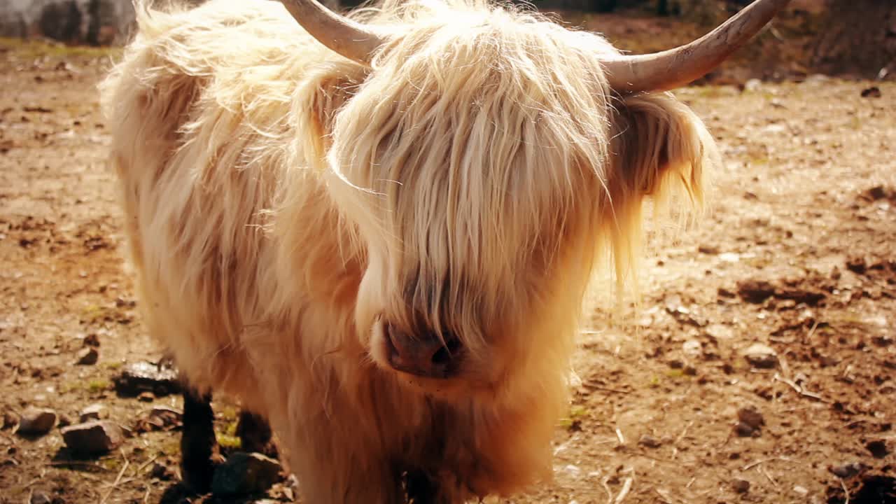 Tampilan Dekat Sapi Highland Krem Berdiri di Padang Rumput yang Cerah