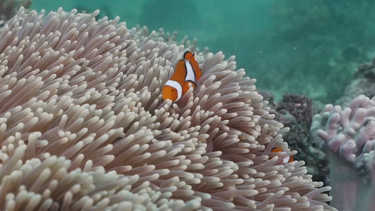 Famiglia di pesci pagliaccio in un anemone vivace - Nemo.