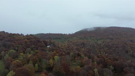 aerial view of autumnal forest on a hillside