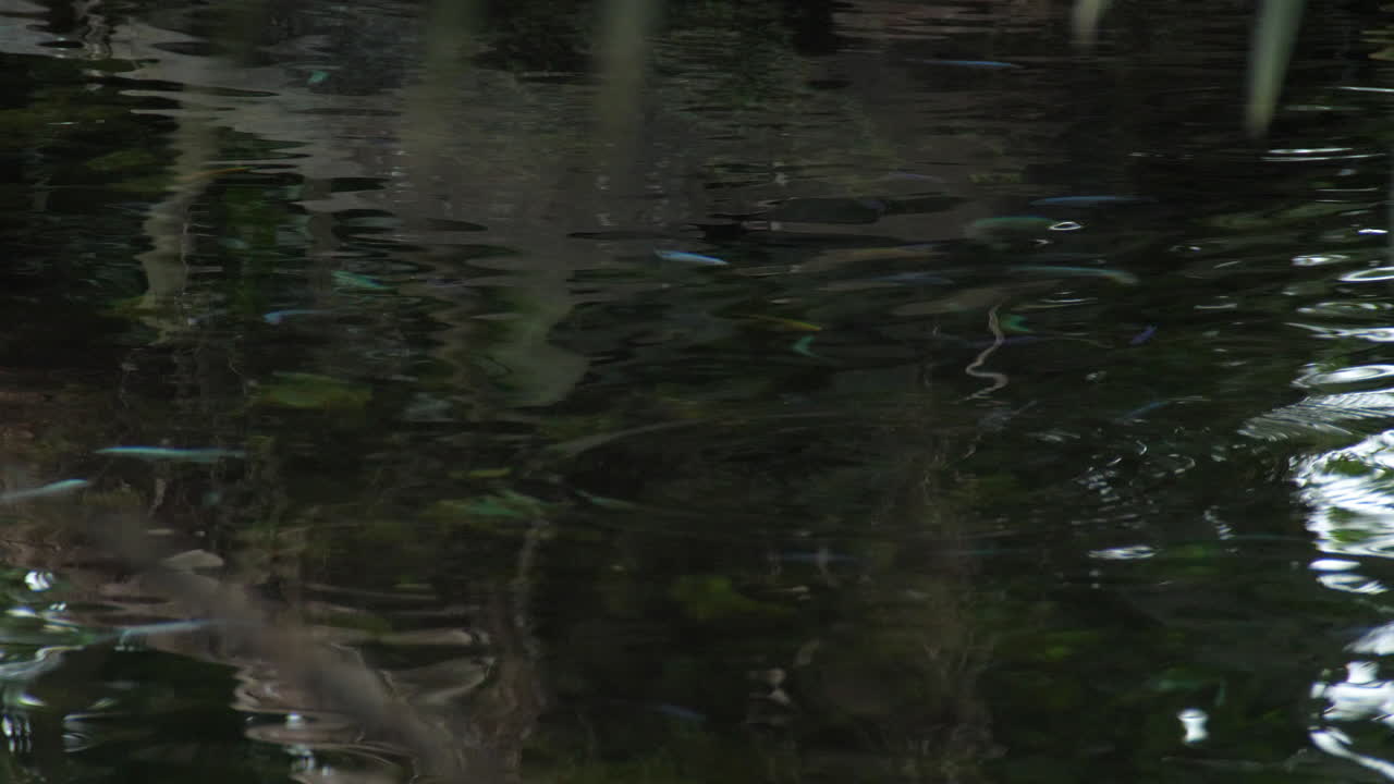 Fish swimming in pond in tropical area - close