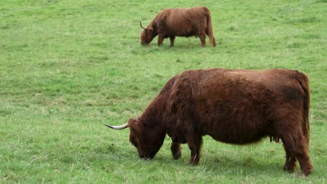 two highland cows in a green field, steady cam