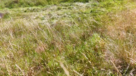 camera moves steadily through dense, sunlit grass in glen clova, scotland, capturing natural textures and vibrant green hues in a wide landscape view
