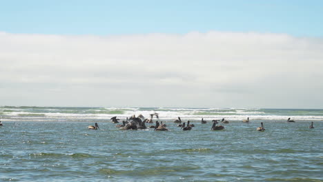 flock of brown pelicans feeding in shallow surf, cannon beach, oregon