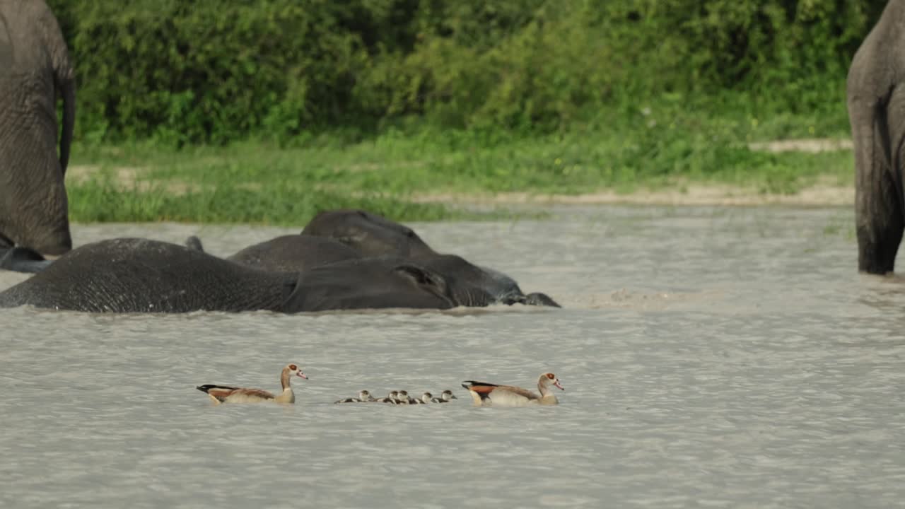 A family of Egyptian goose with her chicks swimming across the waterhole while elephants are having a bath in the background, Savuti Botswana