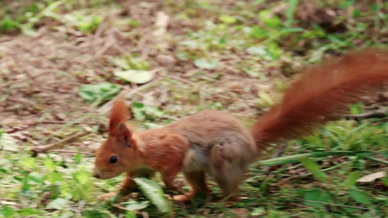 Scoiattolo rosso in rapido movimento che corre su erba e terreno coperti di foglie e piccole piante.