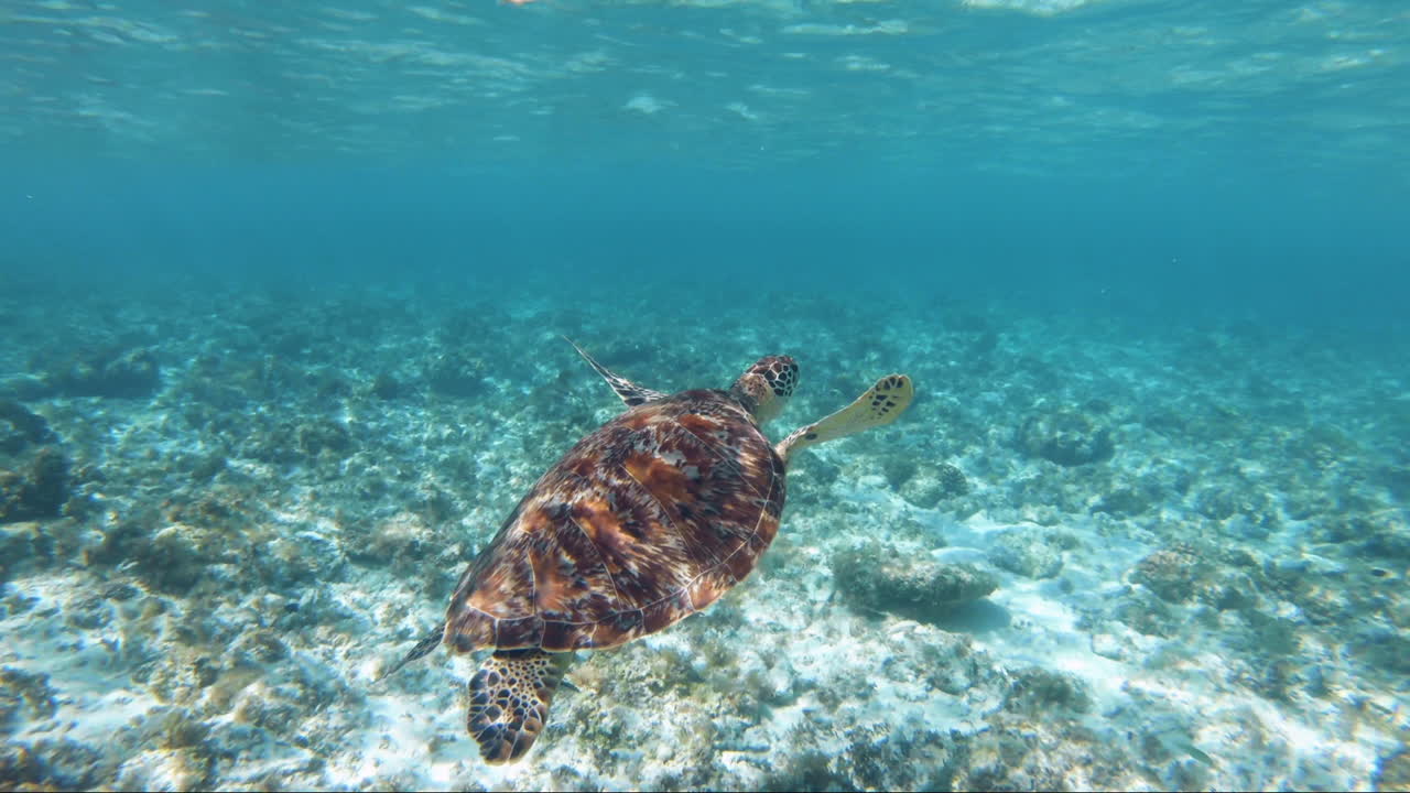 Close up Shot of Swimming up and Snorkelling With Turtles in the Sea in the Philippines, Bohol for a holiday