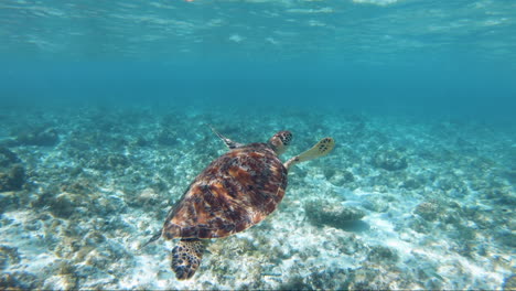 Close-up-Shot-of-Swimming-up-and-Snorkelling-With-Turtles-in-the-Sea-in-the-Philippines,-Bohol-for-a-holiday