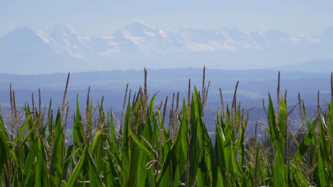 Belo campo de milho na natureza durante um dia ensolarado com panorama de montanhas alpinas ao fundo