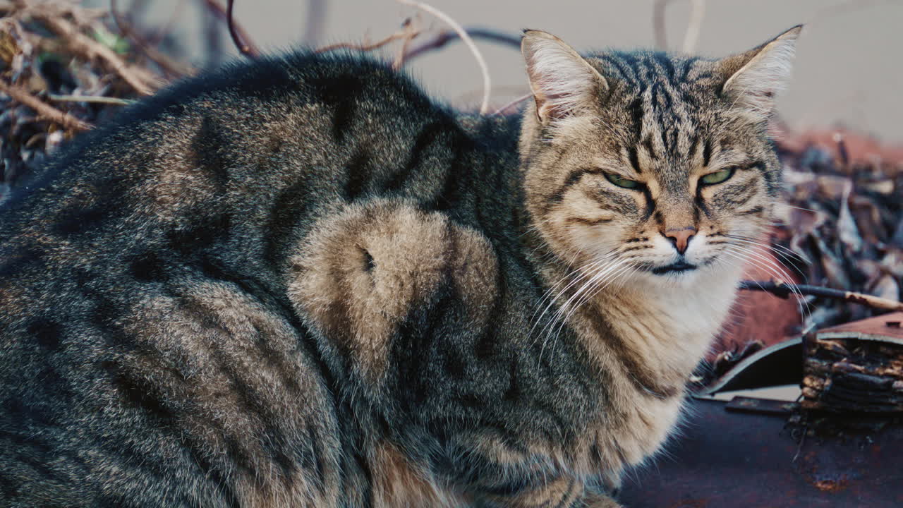 Ritratto di un gatto soriano a pelo lungo e soffice che si riposa all'aperto e guarda attentamente verso la fotocamera