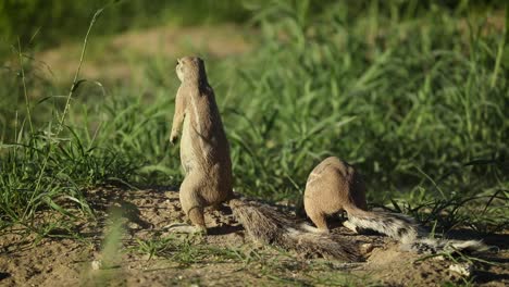 wide shot of two african ground squirrel standing on their hind feet and scanning their surroundings, kgalagadi transfrontier park