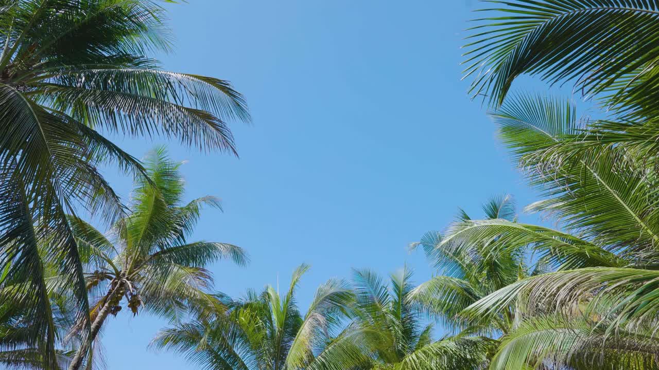 파란색 하늘의 빛에 맞춰 해변에 있는 열대 코코  나무의 파노라마. 브라질.