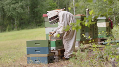 Beekeeper-wearing-protective-white-bee-suit-inspects-hive-frame-of-honeybees