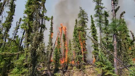 Atemberaubende-Aufnahme-Von-Brennenden-Bäumen-Bei-Waldbränden-In-Alberta,-Kanada