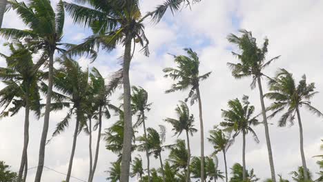 COCONUT-TREES-ON-A-WINDY-DAY